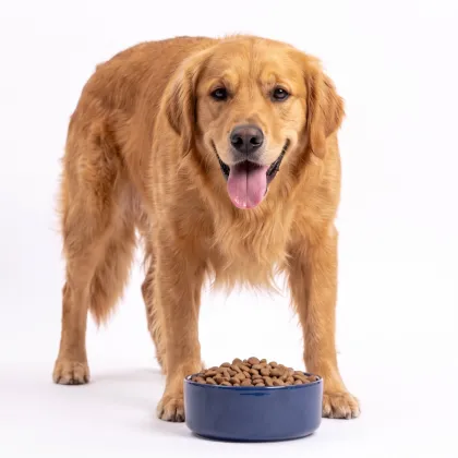 Categor&iacute;a PERROS