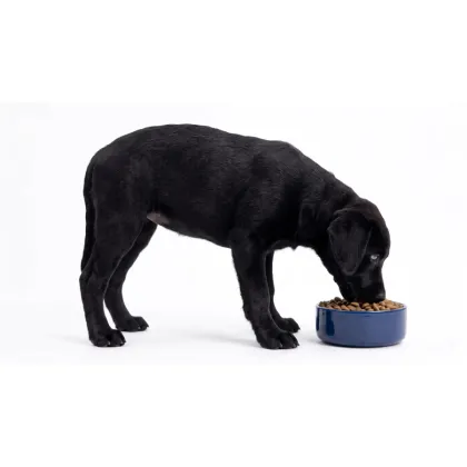 &iquest;C&oacute;mo elegir el mejor alimento para tu perro? Gu&iacute;a completa para cuidar su salud