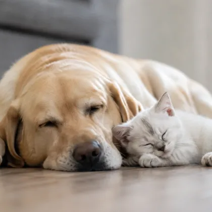 ¿Cómo lograr que perros y gatos convivan en armonía? Consejos para una buena convivencia