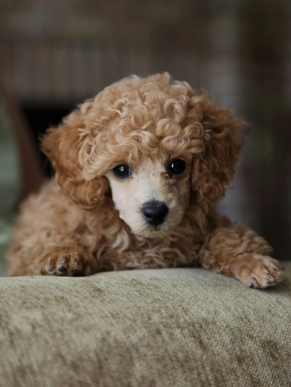 De cachorro a senior: Qu&eacute; buscar en internet seg&uacute;n la edad de tu mascota (sin morir de p&aacute;nico)
