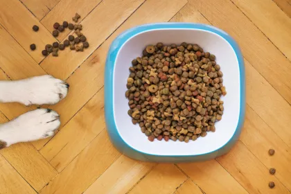 El tamaño importa (y mucho): por qué las croquetas de tu mascota no son todas iguales