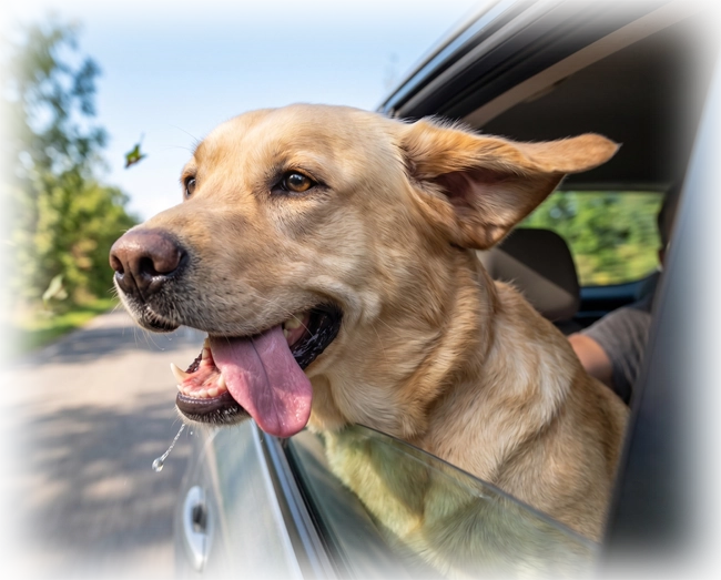 Perro feliz asomado por la ventana del auto